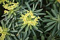 Euphorbia regis-jubae