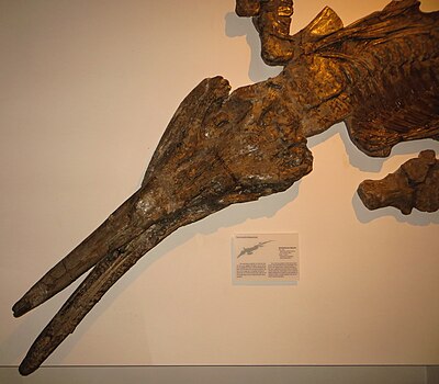 Temnodontosaurus trigonodon skull 34 Tubingen.JPG
