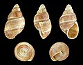 * Nomination Shell of a Peruvian land snail, Thaumastus sarcochrous --Llez 15:42, 9 June 2018 (UTC) * Promotion  Support Good quality.--Famberhorst 15:47, 9 June 2018 (UTC)