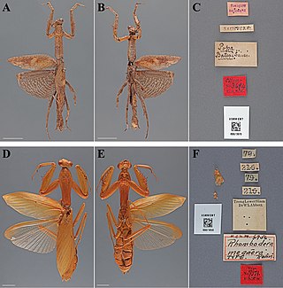 <i>Rhombodera megaera</i> Species of praying mantis