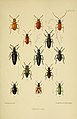 The Coleoptera of the British islands (Plate 151) (8571829196).jpg