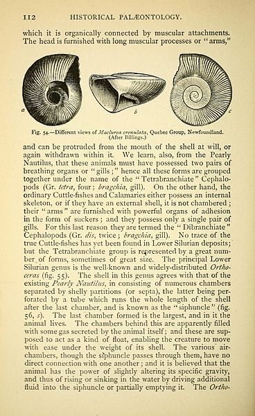 File:The ancient life-history of the earth (Page 112) BHL40460285.jpg