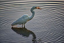 The eastern great egret catching fish in Lake Macquarie