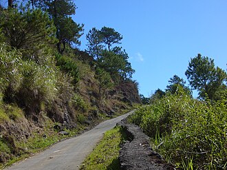 Pine trees along a road in Mountain Province The road to Maligcong (3300021100).jpg