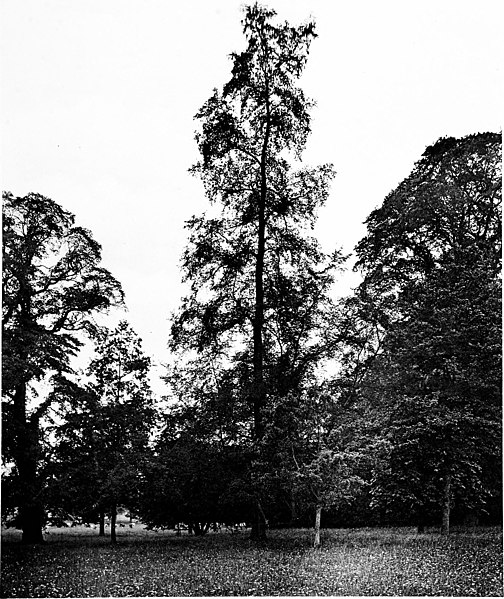 File:The trees of Great Britain and Ireland (1906) (20593954548).jpg