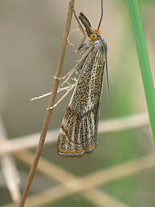 <i>Thisanotia</i> Genus of moths