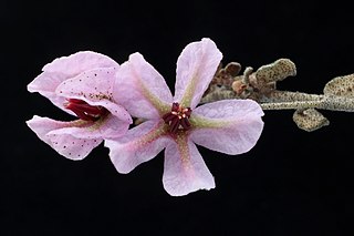 <i>Thomasia microphylla</i> Species of shrub