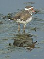 Three banded plover in Tanzania 3270 cropped Nevit.jpg