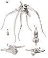 Thrixspermum inquinatum tab 110 fig. IV in: Johannes Jacobus Smith: Icones Orchidacearum Malayensium II (1938) (Detail)