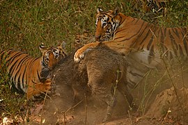 Tigers killing a wild boar