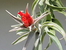 Tillandsia edithiae 20080515.jpg