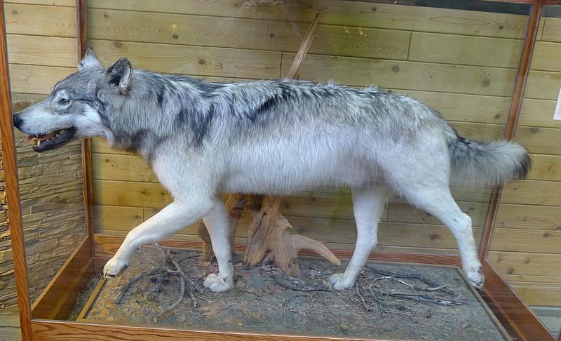 File:Timber or Gray Wolf. Canis lupus. - Flickr - gailhampshire.jpg