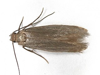 <i>Tinea columbariella</i> Species of moth