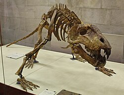 Titanophoneus potens (fossil).jpg