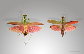 Tithrone roseipennis, mounted specimen, flying position.