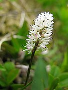 チシマゼキショウ 花茎の高さ、5-15cm。