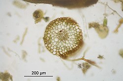 Gewoon muursterretje Tortula muralis, dwarse doorsnede stengel met centrale cilinder.