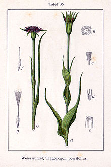 Illustration of parts Tragopogon porrifolius Sturm35.jpg