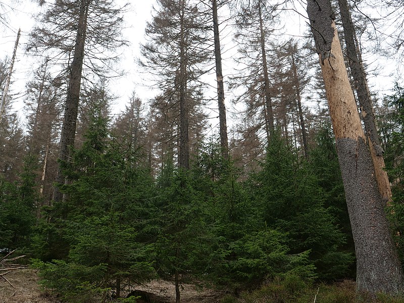 File:Trail from Rehberger Planweg to Rehberger Grabenweg 12.jpg