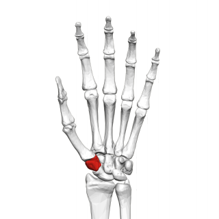 Trapezium (bone) bone of the wrist