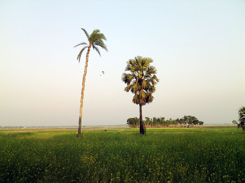 File:Tree in the field crops 2.jpg