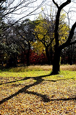 Tree shadow in a park