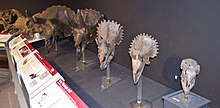 Skull growth series Triceratops ontogeny.jpg