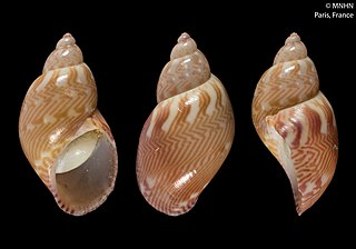 <i>Tricolia speciosa</i> Species of gastropod
