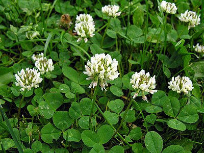 "Trifolium_repens1.jpg" by User:File Upload Bot (Magnus Manske)