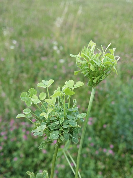 File:Trifolium repens (subsp. repens) sl16.jpg