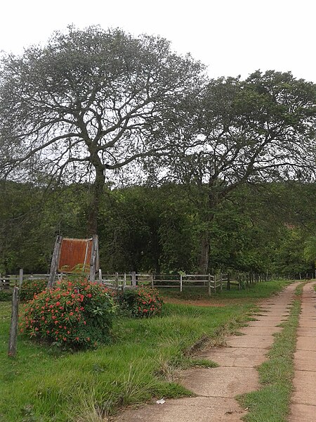 File:Trilha até o topo do morro do paxixi.jpg