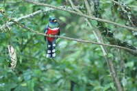 Masked Trogon