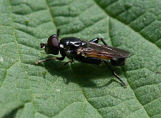 <i>Tropidia scita</i> Species of fly