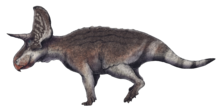 La restauration de la vie de Turanoceratops tardabilis retournée transparent.png