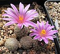 Turbinicarpus valdezianus03.jpg