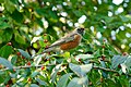 * Nomination American robin (Turdus migratorius) in Central Park, New York City --Jakubhal 19:47, 9 November 2023 (UTC) * Promotion  Support Good quality, at least at 4 MP. --Plozessor 11:17, 16 November 2023 (UTC)