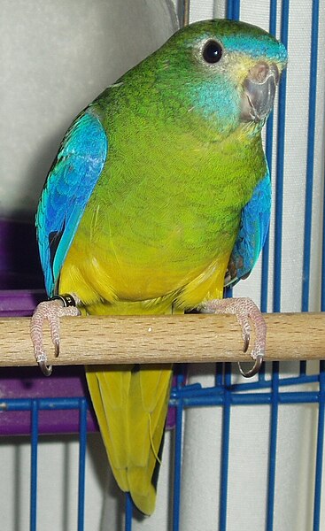 File:Turquoise Parrot-01.jpg
