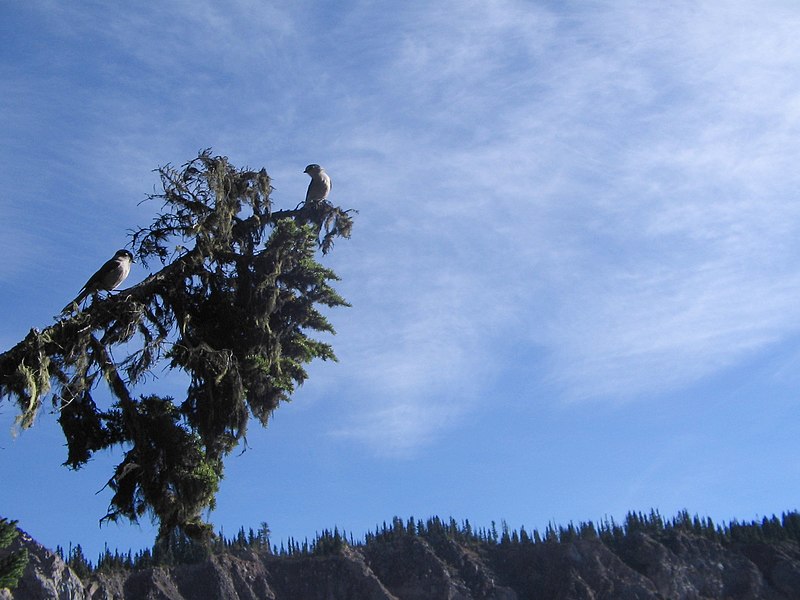 File:Two Grey Jays on Branch.jpg