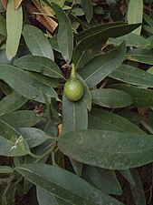 Umbellularia Fruit.jpg
