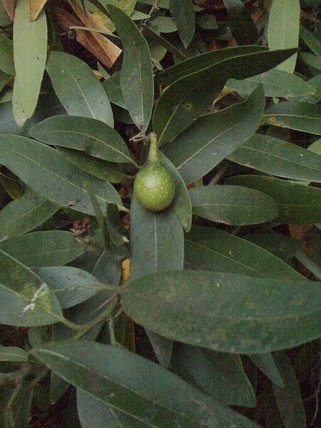 File:Umbellularia Fruit.jpg