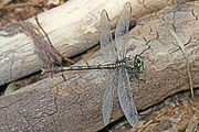 Unicorn Clubtail - Arigomphus villosipes, Leesylvania State Park, Woodbridge, Virginia - 7518329514.jpg