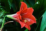 Miniatura per Hippeastrum