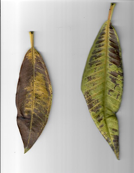 File:Unknown Plumeria Leaf Disease Scan.jpg