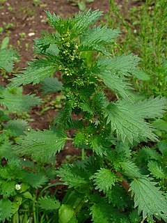 <i>Urtica urens</i> Species of flowering plant in the nettle family Urticaceae