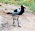 Vanellus armatus - Kruger National Park, Kenya-4. jpg