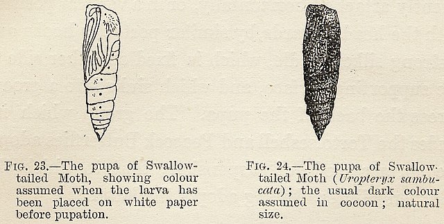 Experiment by Poulton, 1890: swallowtailed moth pupae with camouflage they acquired as larvae