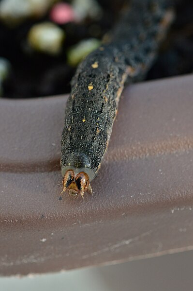 File:Variegated Cutworm Moth (Peridroma saucia) - London, Ontario 2015-07-26 (02).jpg