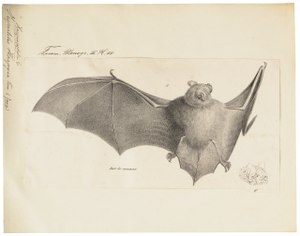 Vespertilio harpyia - 1700-1880 - Print - Iconographia Zoologica - Special Collections University of Amsterdam - UBA01 IZ20800181.tif