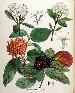 Viburnum lantana — Flora Batava — Volume v16.jpg