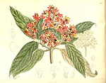 Viburnum rhytidophyllum 137-8382. jpg